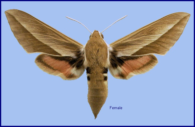 Female Hyles hippophaes bienerti. Photo: &copy; NHMUK