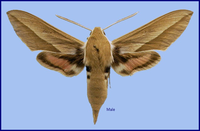 Male Hyles hippophaes bienerti. Photo: &copy; NHMUK