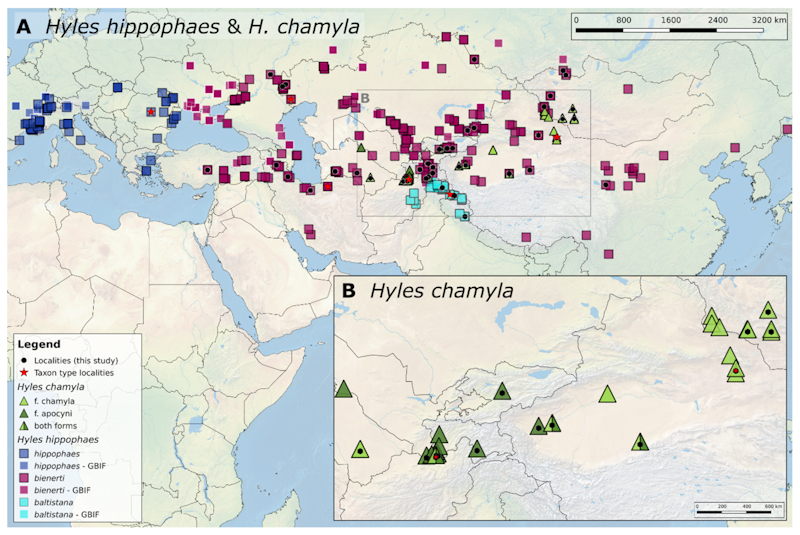 Global distribution of Hyles chamyla. Map: &copy; Eduardo Marabuto.