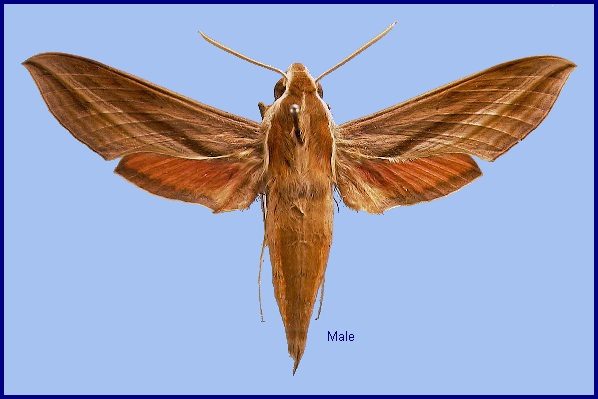 Male Hippotion boerhaviae. Photo: &copy; NHMUK