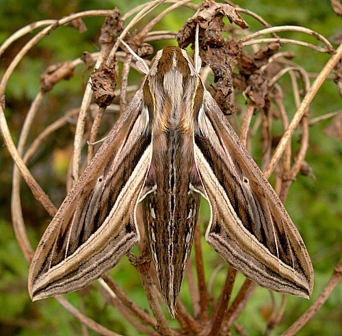 Female Hippotion celerio, Malta. Photo: &copy; Tony Pittaway.