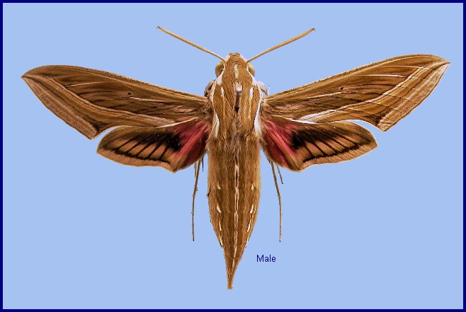 Male Hippotion celerio. Photo: &copy; NHMUK