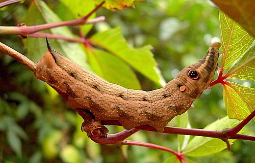 Full-grown brown form larva of Hippotion celerio, Malta. Photo: &copy; Tony Pittaway.
