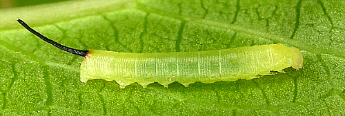 First instar larva of Hippotion celerio. Photo: &copy; Mark Boddington.