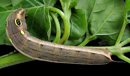 Full-grown grey-brown form larva of Hippotion celerio on Mirabilis jalapa, Islamabad, Pakistan. Photo: &copy; Muhammad Ather Rafi.