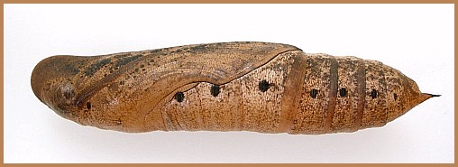 Pupa of Hippotion celerio (lateral view), Malta. Photo: &copy; Tony Pittaway