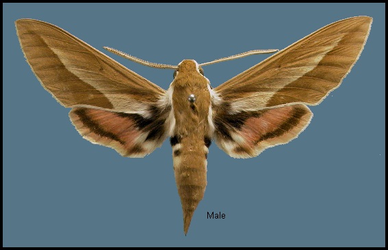 Male Hyles chamyla, Hami/Kumul, Xinjiang, China. SYNTYPE. Photo: &copy; NHMUK
