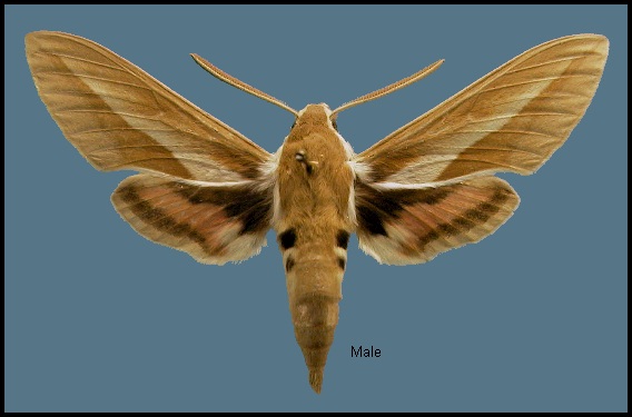 Male Hyles chamyla, Hami/Kumul, Xinjiang, China. SYNTYPE. Photo: &copy; NHMUK