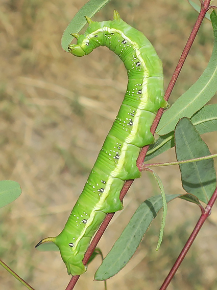 Full-grown lime-green form larva of Hyles chamyla on Apocynum scabrum, Tigrovaya Balka Nature Reserve, southern Tajikistan, 12.vi.2025. Photo: &copy; Vyacheslav Ivonin and Yanina Ivonina.