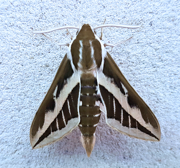 Male Hyles exilis. Photo: &copy; Serge Yevdoshenko.