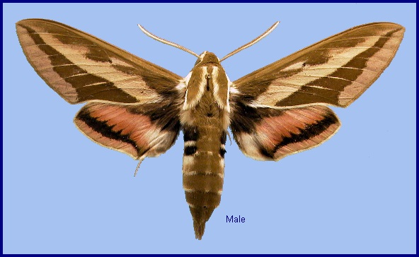 Male Hyles exilis. Photo: &copy; NHMUK