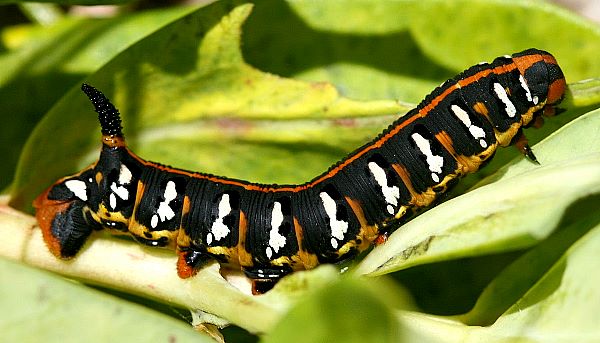 Final instar larva of Hyles exilis, Undino-Posel'ye, Chita Province, Transbaikalia, Russia, vii.2009. Photo: &copy; Sergei Gordeev.