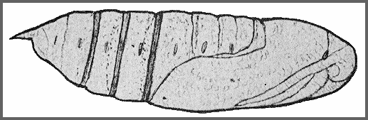 Pupa of Hyles exilis. Image: Mell, 1922b
