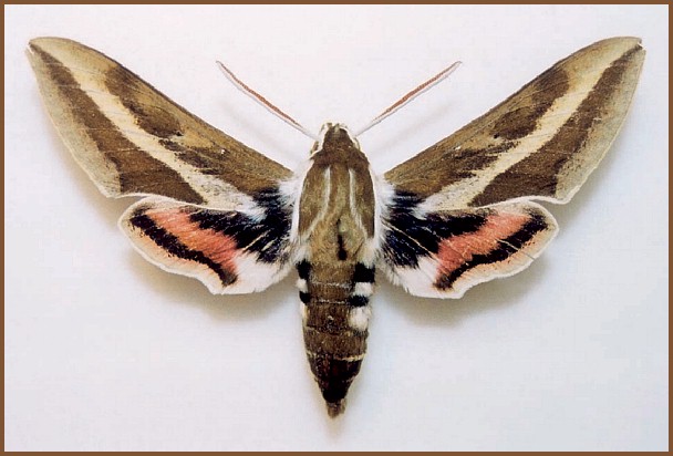 Male Hyles churkini, Mogoin Gol (River), Gov'-Altai Province, Mongolia, 15-18.vi.2004. HOLOTYPE. Photo: &copy; Saldaitis & Ivinskis.