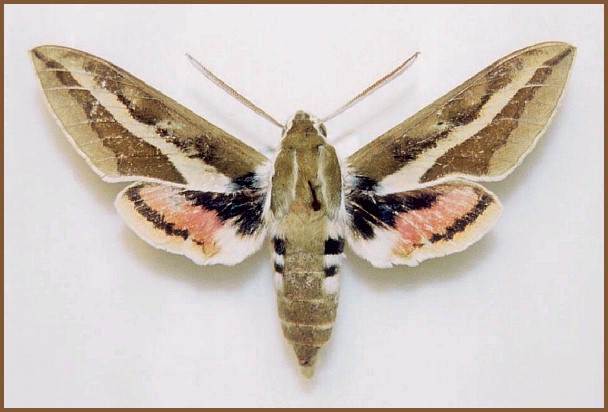 Male Hyles churkini, Mogoin Gol (River), Gov'-Altai Province, Mongolia, 15-18.vi.2004. PARATYPE. Photo: &copy; Saldaitis & Ivinskis.