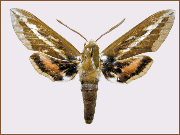 Male Hyles churkini, 12km NW Tzokhor, Gurvan-Saikhan Mts, &Ouml;mn&ouml;govi Province, Mongolia, v., 2300m. Photo: &copy; NHMUK.
