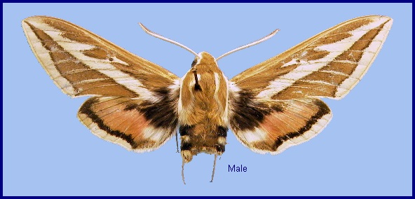 Male Hyles costata. Photo: &copy; NHMUK