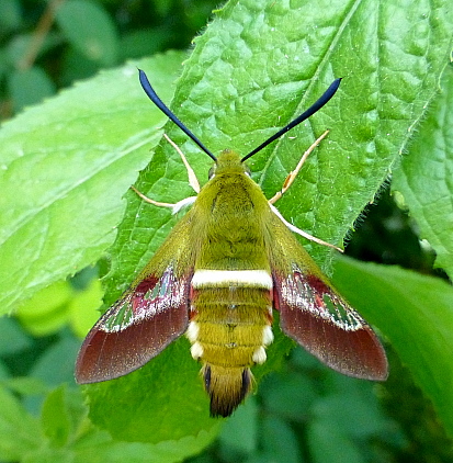 Male Hemaris ducalis, Chatkal Mountains, Kyrgyzstan, bred 2017/18, leg. Serge Yevdoshenko. Photo: &copy; Tony Pittaway.