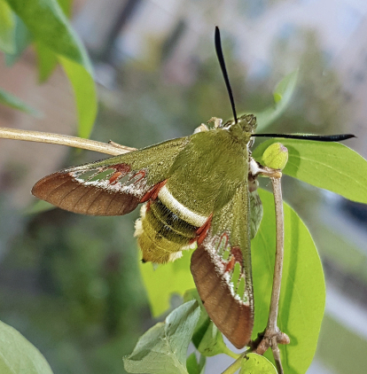 Male Hemaris ducalis, Chatkal Mountains, Kyrgyzstan, bred 2017/18. Photo: &copy; Serge Yevdoshenko.