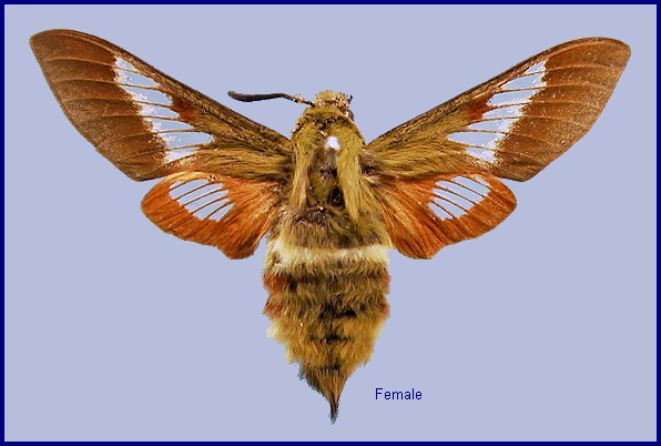 Female Hemaris ducalis ducalis. Photo: &copy; NHMUK