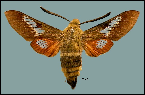 Male Hemaris ducalis ducalis. Photo: &copy; NHMUK