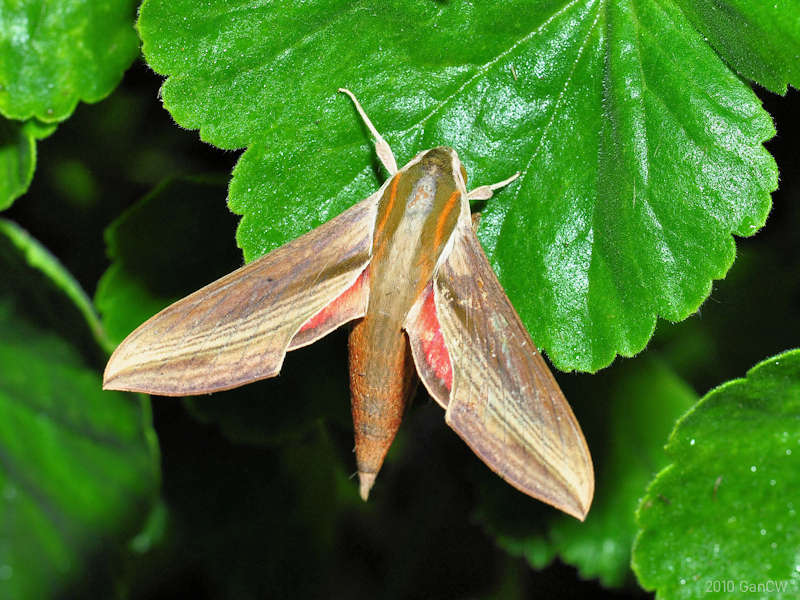 Adult of Hippotion echeclus, Frasers Hill, Malaysia, iii.2010. Photo: &copy; CW Gan.