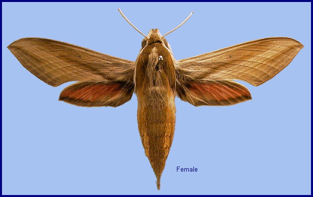 Female Hippotion echeclus. Photo: &copy; NHMUK