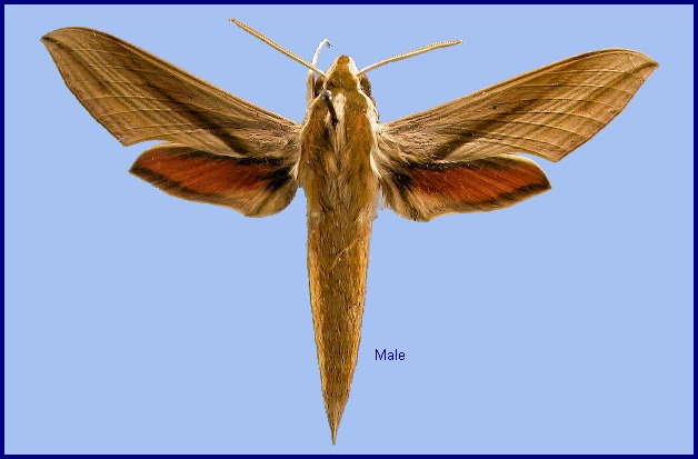Male Hippotion echeclus. Photo: &copy; NHMUK