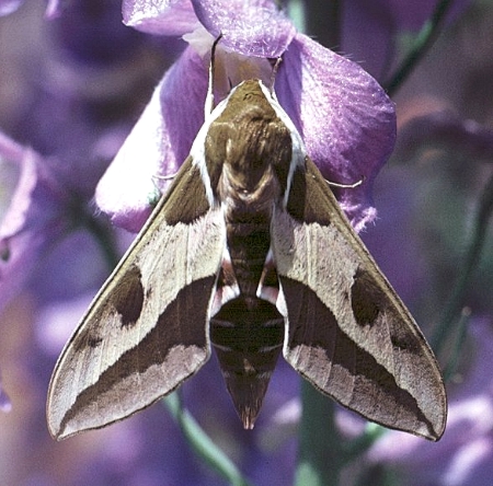 Adult Hyles euphorbiae euphorbiae, Lake Neusiedler, Austria. Photo: &copy; Tony Pittaway