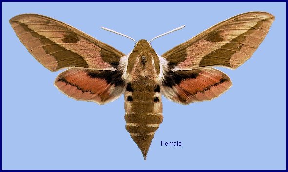 Female Hyles euphorbiae euphorbiae. Photo: &copy; NHMUK