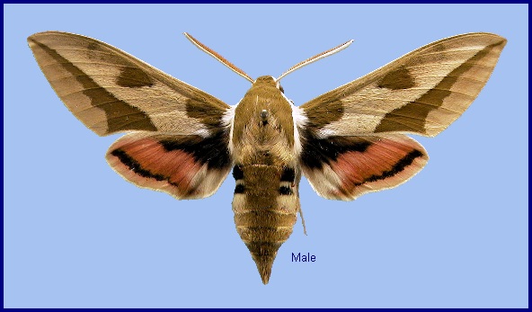 Male Hyles euphorbiae euphorbiae. Photo: &copy; NHMUK