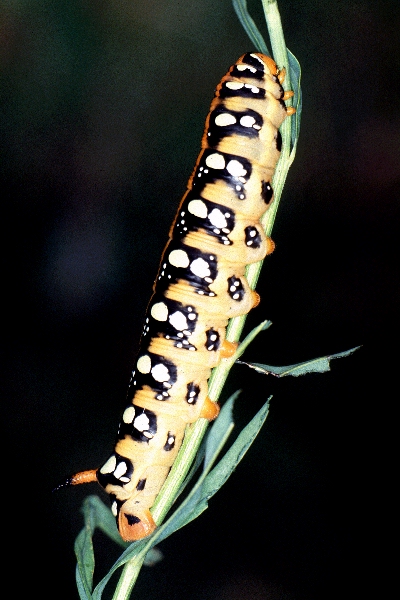 Normal central asian larval form of Hyles euphorbiae euphorbiae, Ala Buka Valley, Kyrgyzstan. Photo: &copy; Clas Naumann