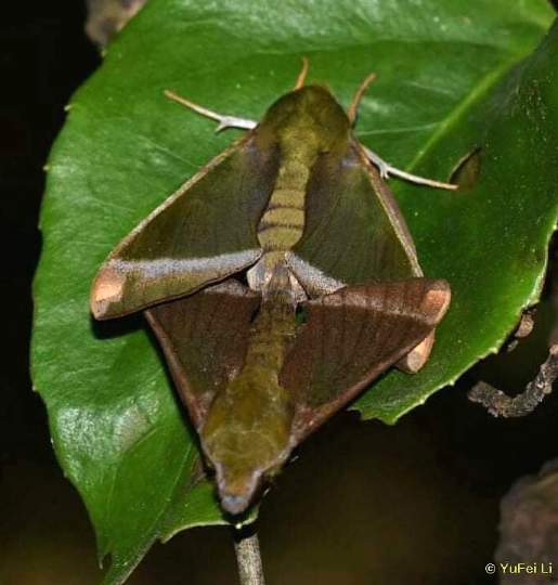 Male and female Dahira farintaenia, Gaobeicun, Hanzhong, Shaanxi, China, 700m, 8.v.2021. Photo: &copy; YuFei Li