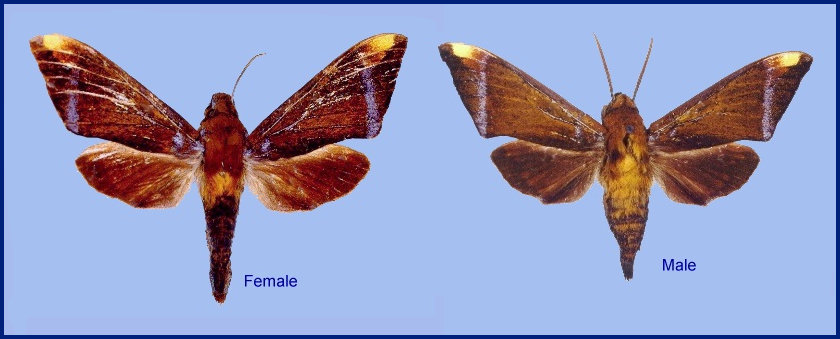 Male and female Dahira farintaenia (faded), Fujian, China. Photo: &copy; Ian Kitching, CMNH