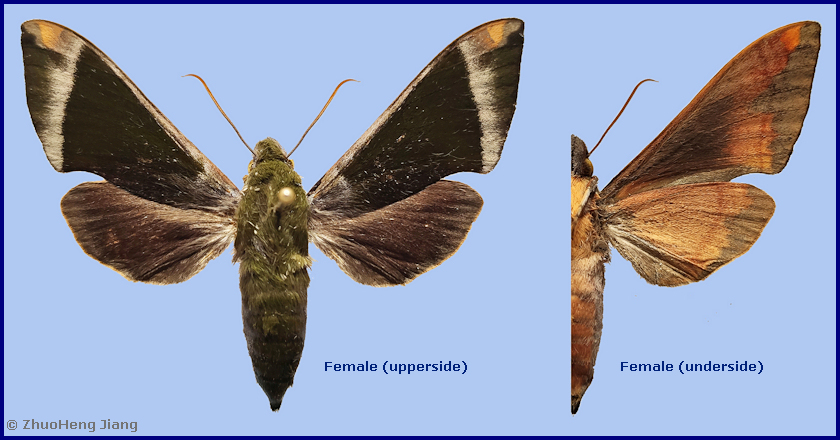 Female Dahira farintaenia (unfaded), Hanzhong, Chenggu County, Shaanxi, China, 7.v.2021, 1100m, leg. YuFei Li. Photo: &copy; ZhuoHeng Jiang