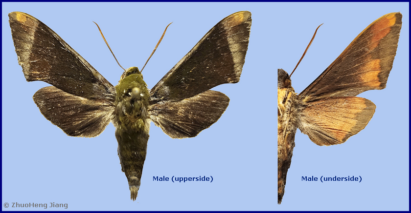 Male Dahira farintaenia (unfaded), Hanzhong, Chenggu County, Shaanxi, China, 7.v.2021, 1100m, leg. YuFei Li. Photo: &copy; ZhuoHeng Jiang