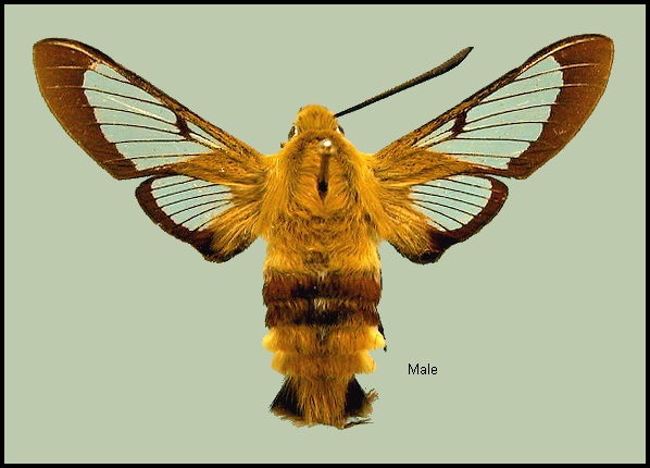 Male Hemaris fuciformis fuciformis. Photo: &copy; NHMUK