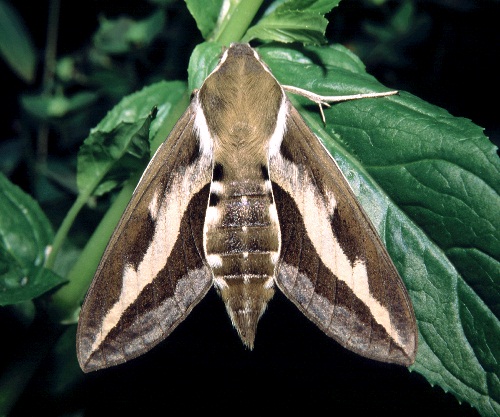 Female Hyles gallii, Finland. Photo: &copy; Tony Pittaway