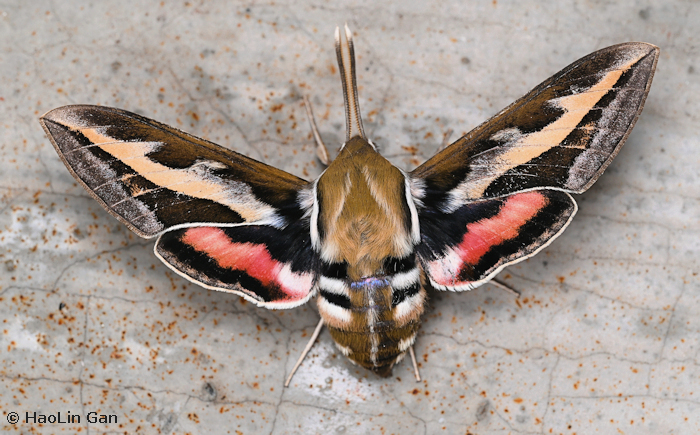 Male Hyles gallii in extreme alarm posture, Medog/Pemako, Xizang/Tibet, China. Photo: &copy; HaoLin Gan.