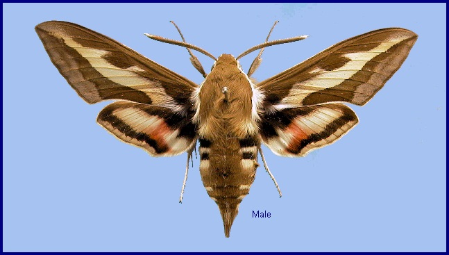 Male Hyles gallii. Photo: &copy; NHMUK