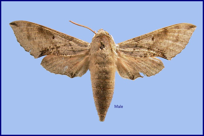 Male Hippotion moorei. Photo: &copy; NHMUK
