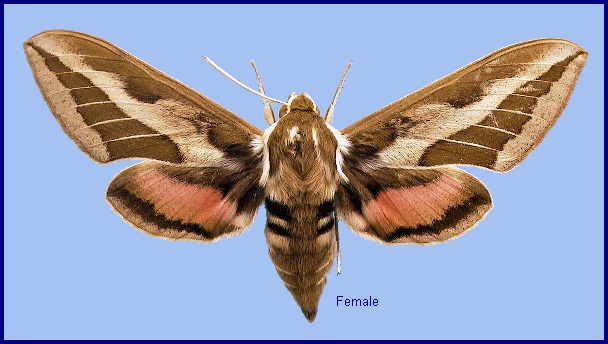 Female Hyles nervosa. Photo: &copy; NHMUK