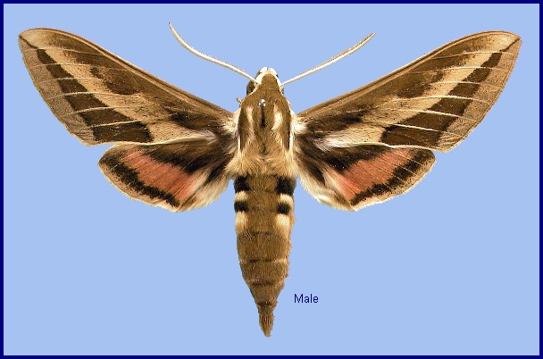 Male Hyles nervosa. Photo: &copy; NHMUK