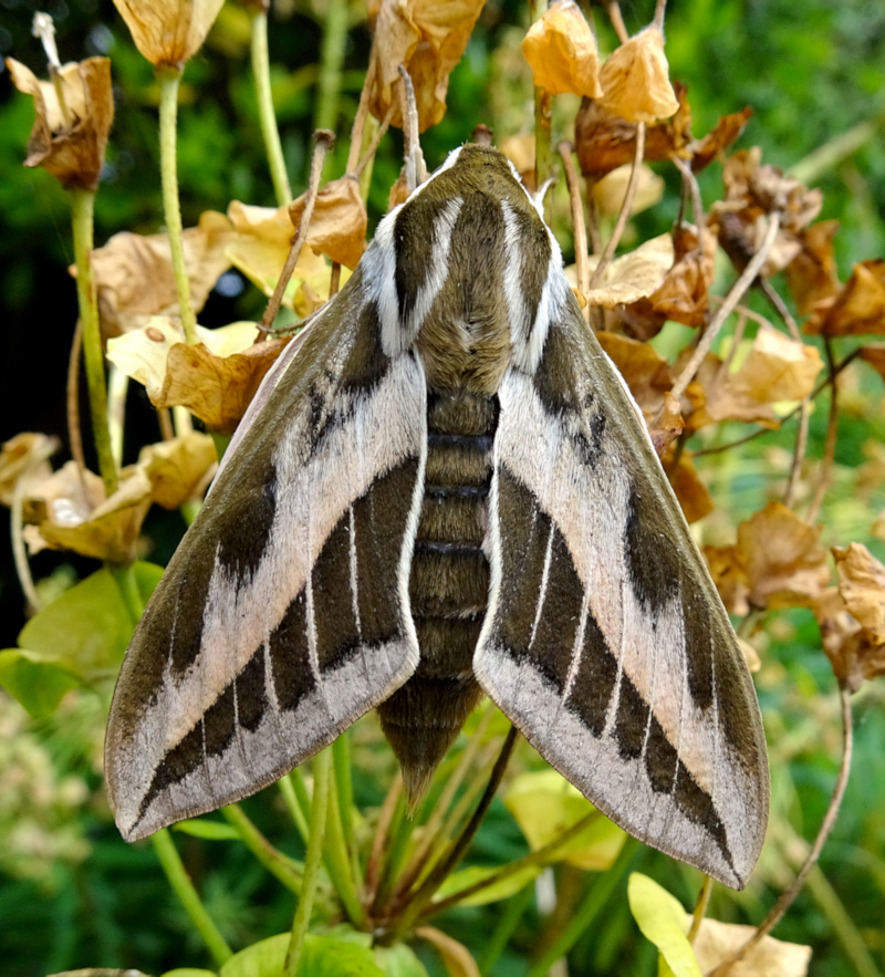 Female Hyles nervosa, ex Shogran, Khyber Pakhtunkhwa, northwestern Pakistan, 3000m, bred 2023, leg. Serge Yevdoshenko. Photo: &copy; Tony Pittaway.