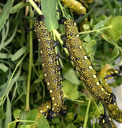 Full-grown larva of Hyles nervosa, ex Shogran, Khyber Pakhtunkhwa, northwestern Pakistan, 3000m. Photo: &copy; Serge Yevdoshenko.