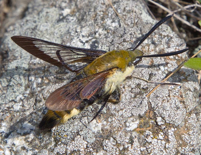 Male Hemaris ottonis (cold), Knight Bay, Khasan District, Primorskiy Krai, Russian Far East, 4.vii.2014. Photo: &copy; Evgenij Komarov.