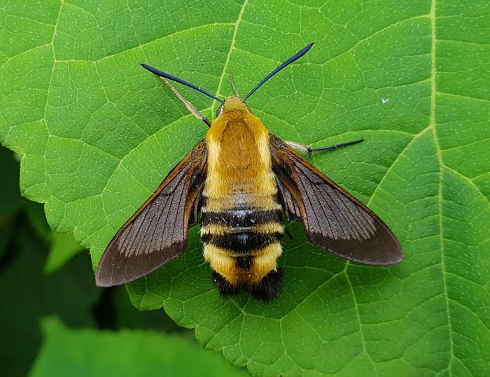 Female Hemaris ottonis with pre-flight scales, Khasan District, Primorskiy Krai, Russian Far East. Photo: &copy; Andrey Zagorinskiy.