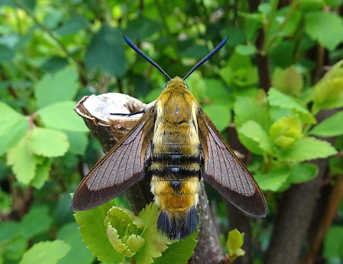 Male Hemaris ottonis with pre-flight scales, Andreevka, Khasan District, Primorskiy Krai, Russian Far East, bred 2022, leg. Serge Yevdoshenko. Photo: &copy; Tony Pittaway.