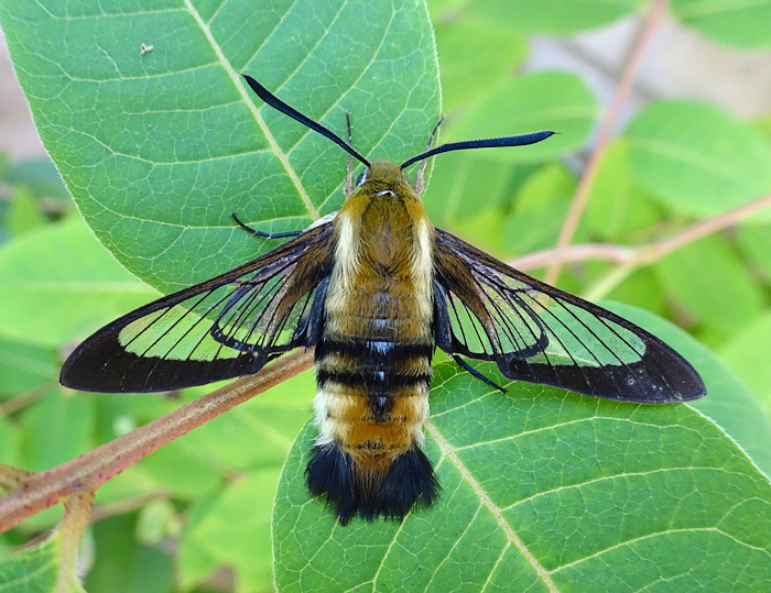 Male Hemaris ottonis at normal rest, Andreevka, Khasan District, Primorskiy Krai, Russian Far East, bred 2022, leg. Serge Yevdoshenko. Photo: &copy; Tony Pittaway.