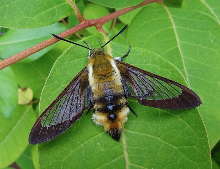 Female Hemaris ottonis with some pre-flight scales, Andreevka, Khasan District, Primorskiy Krai, Russian Far East, bred 2022, leg. Serge Yevdoshenko. Photo: &copy; Tony Pittaway.